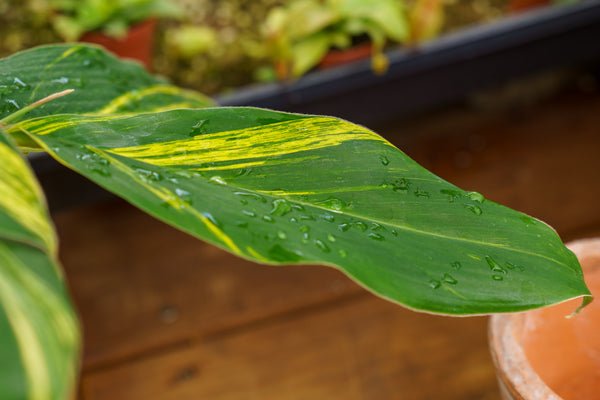 Variegated Shell Ginger