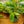 Load image into Gallery viewer, Variegated Shell Ginger