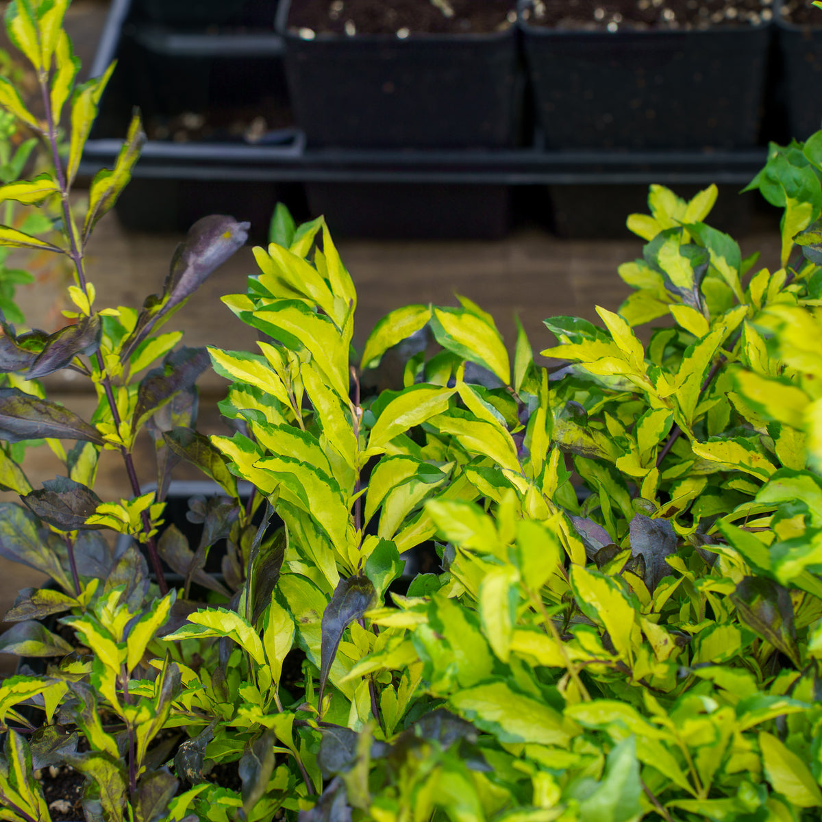 Variegated Skyflower – Plant Detectives