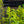 Load image into Gallery viewer, Variegated Sky Flower