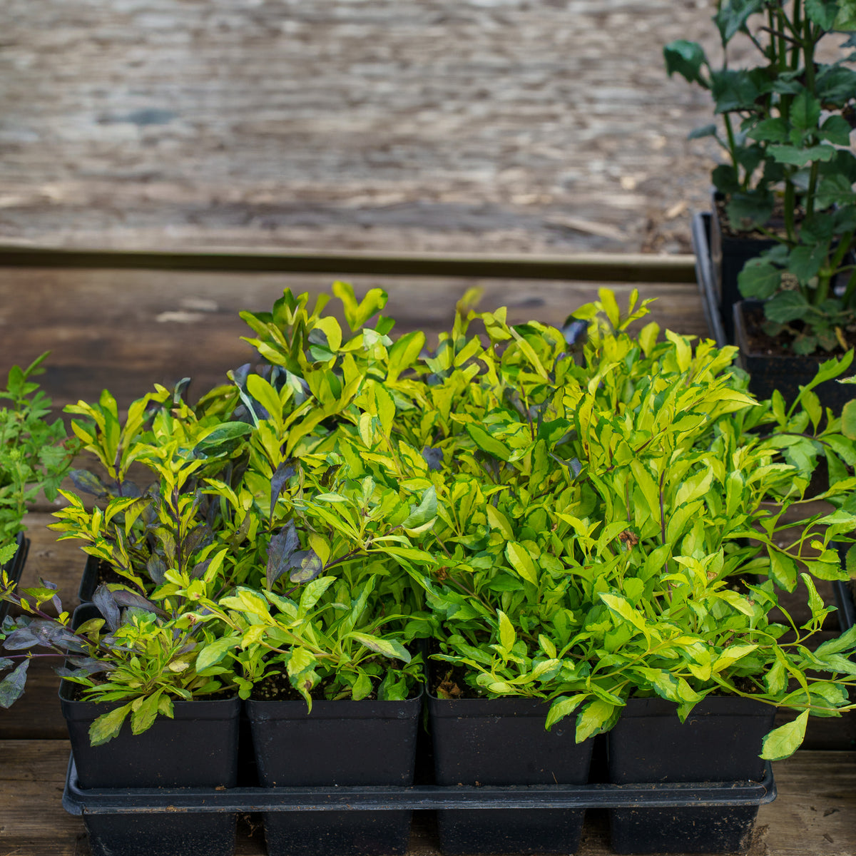 Variegated Skyflower – Plant Detectives