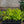 Load image into Gallery viewer, Variegated Sky Flower