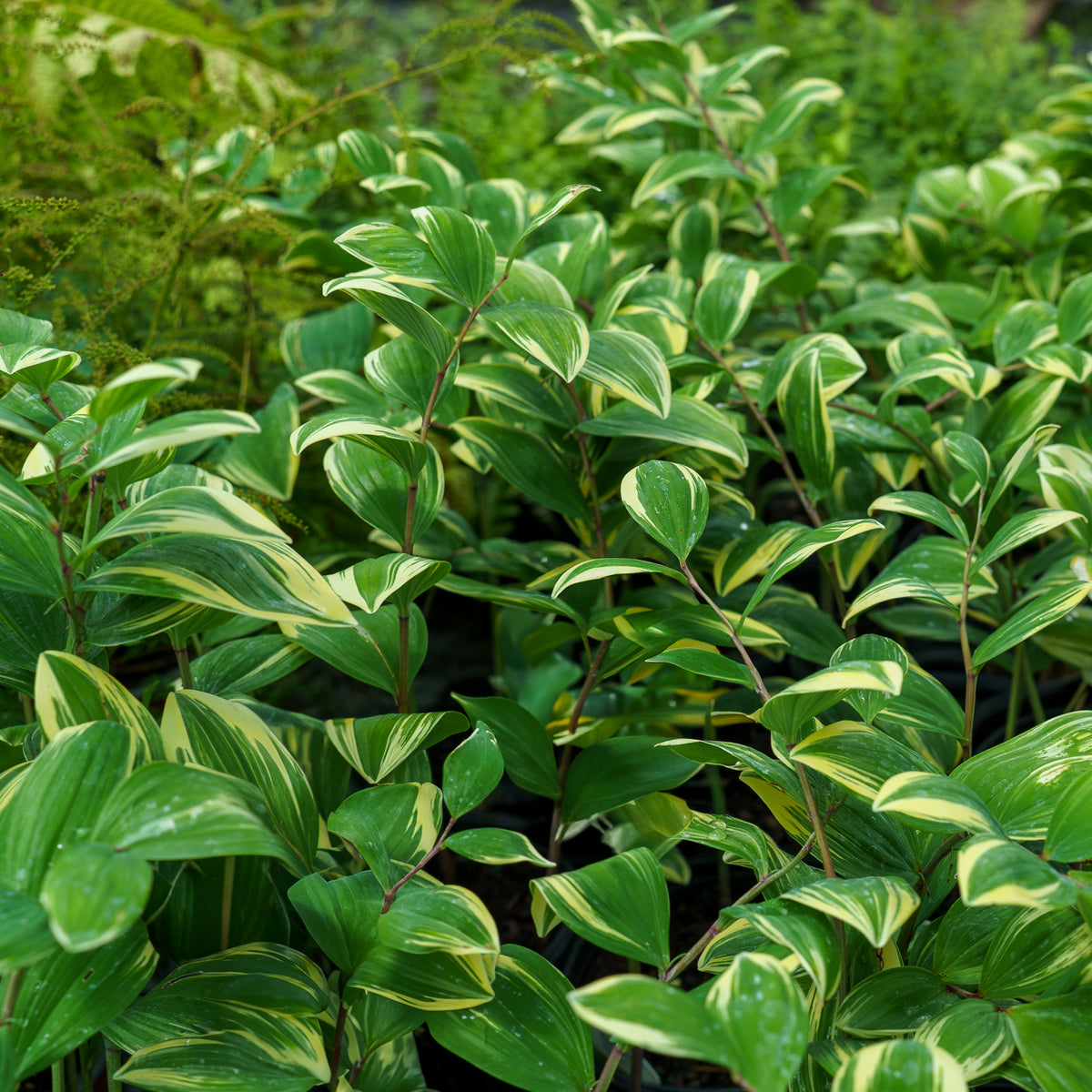 solomon seed plant Variegated Solomon's Seal – Plant Detectives