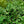 Load image into Gallery viewer, Variegated Solomon's Seal