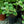 Load image into Gallery viewer, Variegated Solomon's Seal
