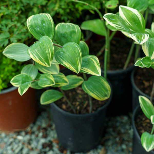 Variegated Solomon's Seal