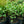 Load image into Gallery viewer, Variegated Solomon's Seal