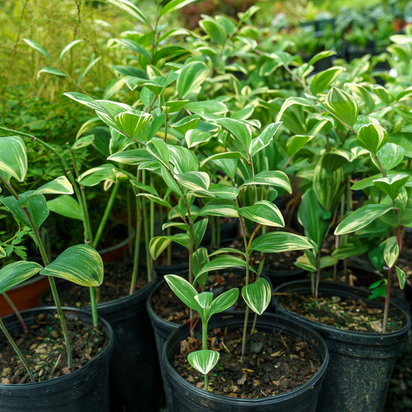 Variegated Solomon's Seal