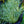 Load image into Gallery viewer, Variegated Japanese Sweet Flag