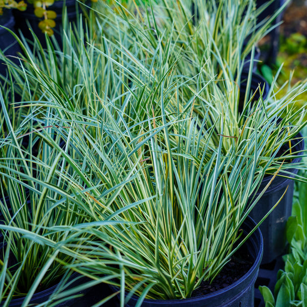 Variegated Japanese Sweet Flag