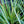 Load image into Gallery viewer, Variegated Japanese Sweet Flag