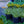 Load image into Gallery viewer, Variegated Japanese Sweet Flag