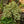 Load image into Gallery viewer, Variegated Triangle Fig