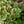 Load image into Gallery viewer, Variegated Triangle Fig