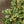 Load image into Gallery viewer, Variegated Triangle Fig