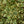 Load image into Gallery viewer, Variegated Triangle Fig