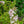 Load image into Gallery viewer, Varigated Weigela - Weigela - Shrubs