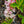 Load image into Gallery viewer, Varigated Weigela - Weigela - Shrubs