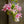 Load image into Gallery viewer, Varigated Weigela - Weigela - Shrubs