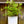 Load image into Gallery viewer, Varigated Weigela - Weigela - Shrubs