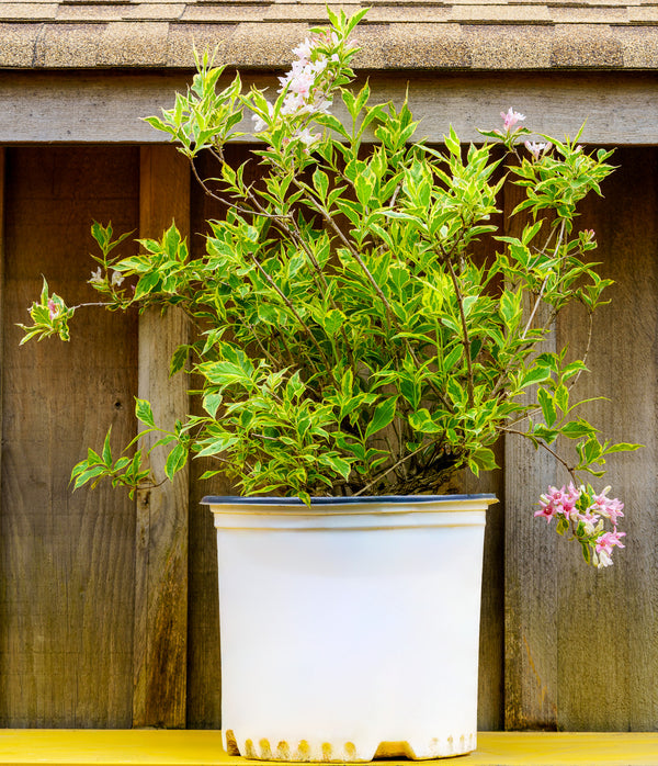 Variegated Weigela