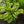 Load image into Gallery viewer, Velvet Moon Hosta