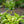 Load image into Gallery viewer, Velvet Moon Hosta