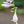 Load image into Gallery viewer, Velvet Moon Hosta