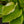 Load image into Gallery viewer, Velvet Moon Hosta