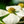 Load image into Gallery viewer, Venus Dogwood - Dogwood Tree - Flowering Trees