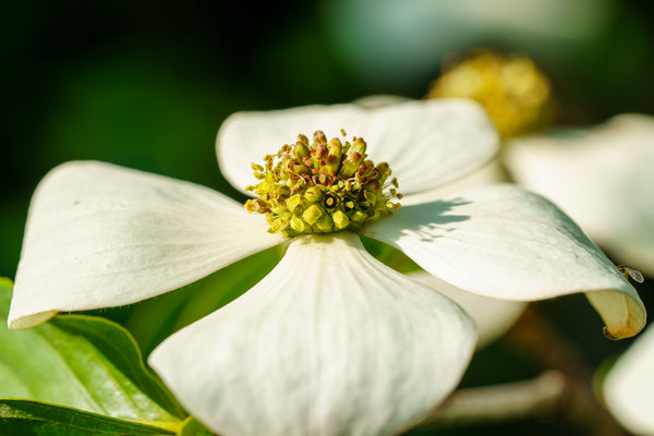 Venus Dogwood - Dogwood Tree - Flowering Trees