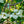 Load image into Gallery viewer, Venus Dogwood - Dogwood Tree - Flowering Trees