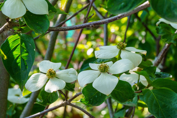 Venus Dogwood - Dogwood Tree - Flowering Trees