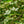 Load image into Gallery viewer, Venus Dogwood - Dogwood Tree - Flowering Trees