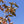 Load image into Gallery viewer, Venus Dogwood