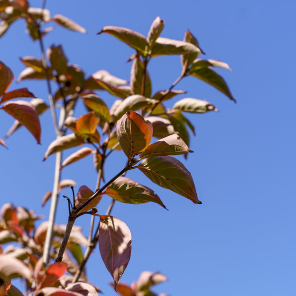 Venus Dogwood