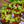 Load image into Gallery viewer, Assorted Carnivorous Plants