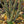 Load image into Gallery viewer, Verbanica Saucer Magnolia