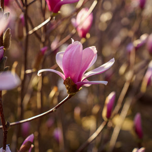 Verbanica Saucer Magnolia