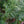 Load image into Gallery viewer, Vercurve Eastern White Pine - Pine - Conifers