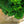 Load image into Gallery viewer, Verdoni Hinoki Cypress
