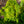 Load image into Gallery viewer, Verdoni Hinoki Cypress