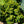 Load image into Gallery viewer, Verdoni Hinoki Cypress