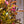 Load image into Gallery viewer, Very Fine Wine Weigela - Weigela - Shrubs