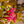 Load image into Gallery viewer, Very Fine Wine Weigela - Weigela - Shrubs