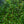 Load image into Gallery viewer, Veitchii Boston Ivy