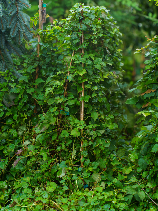 Veitchii Boston Ivy