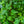 Load image into Gallery viewer, Veitchii Boston Ivy