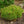Load image into Gallery viewer, Vibrant Japanese Red Pine