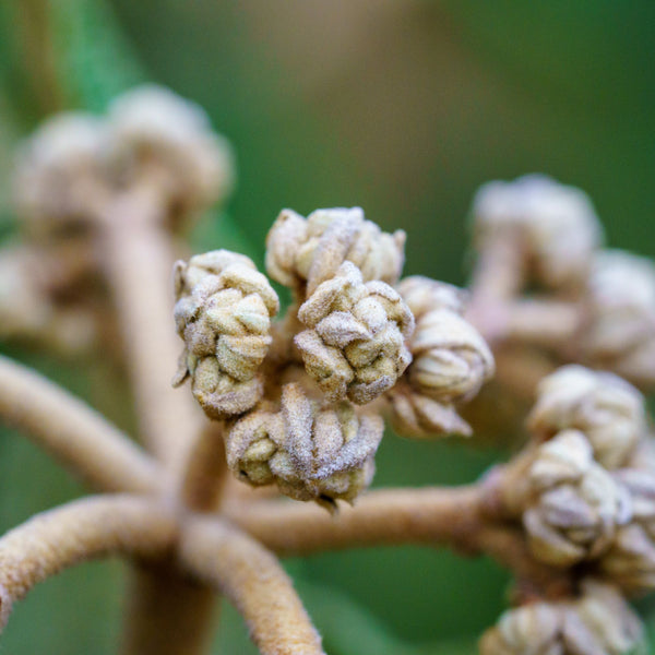 Leatherleaf Viburnum